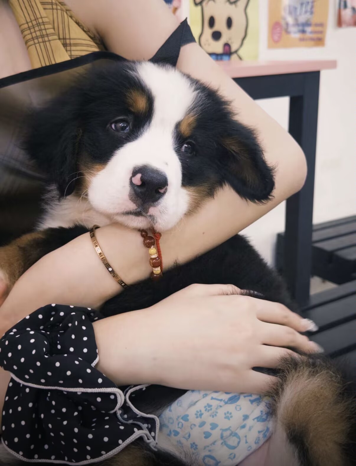 超大骨量伯恩山弟弟